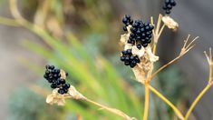 some black berries are growing on a plant