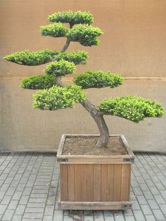 a bonsai tree in a wooden box on a brick floor next to a wall