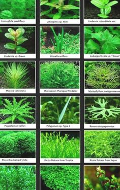 many different types of plants and their names