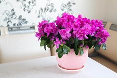 a pink potted plant sitting on top of a table next to a white chair