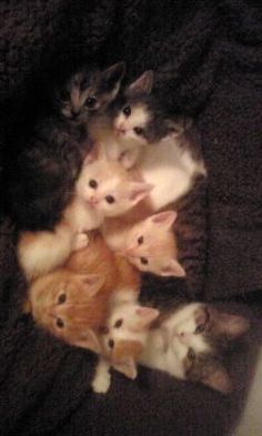 a group of kittens huddled together in a circle on a blanket, looking up at the camera