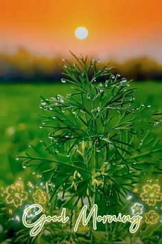 a green plant with the words good morning on it in front of an orange sky