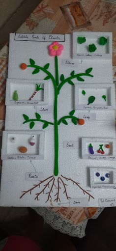 the parts of a plant are shown in this paper cutout with pictures on it