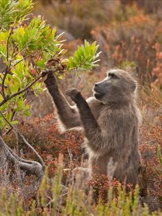 a baboon reaching up to grab leaves off a tree in the wild with its paws