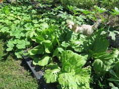 a small dog standing in the middle of a garden filled with lots of green plants