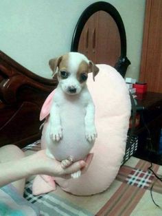 a small dog sitting on top of a pink pillow in someone's hand,