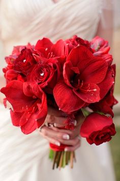 a bride holding a bouquet of red flowers