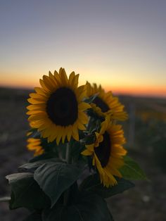 sunflowers in the foreground with a sunset behind them