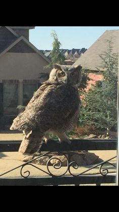 an owl sitting on top of a metal fence in front of a house and trees