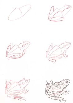 some drawings of frogs and other animals