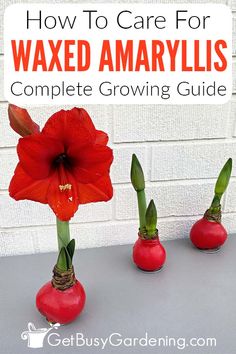 three vases with flowers in them and the words how to care for waxed amarylis complete growing guide