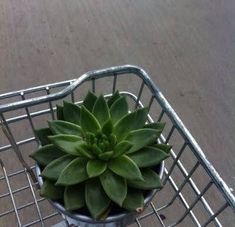 a small green plant in a metal basket