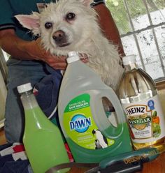 a small white dog sitting on top of a table next to bottles of cleaner and detergent