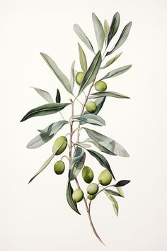 an olive tree branch with green olives and leaves