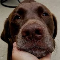 a brown dog is being petted by someone's hand