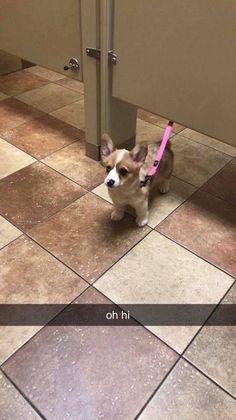 a small brown and white dog standing on top of a tile floor