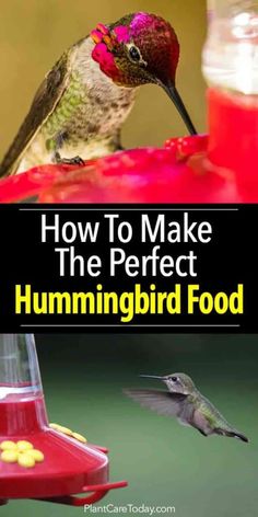 the cover of how to make the perfect hummingbird food, with an image of a hummingbird drinking from a bird feeder