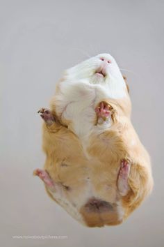 a guinea pig is upside down in the air