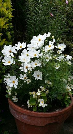 some white flowers are in a clay pot