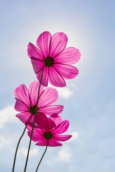 three pink flowers in front of a blue sky