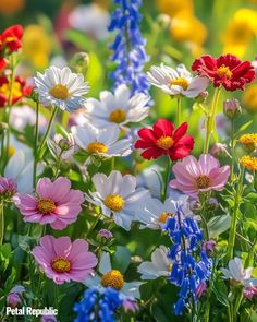 Cosmos Flower Meaning in Floriography Language Of Flowers, Cosmos, Need To Know, Meant To Be, Universe, Lily, Plants