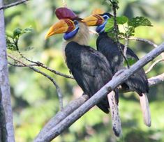 two birds with colorful beaks sitting on a tree branch in the forest, looking at each other