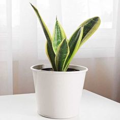 a potted plant sitting on top of a white table