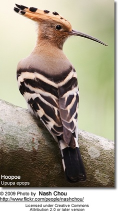 a bird sitting on top of a tree branch with its beak open and it's head turned to the side