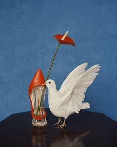 a white bird standing on its hind legs next to a flower