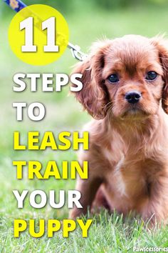 Puppy with a leash attached to them. There is text on the image that says "11 steps to leash train your puppy". Crate Training Dog, Training A Puppy, Train A Puppy, K9 Training, Dog Training Advice, Leash Training, Dog Brain, Train Your Dog, Dog Hacks