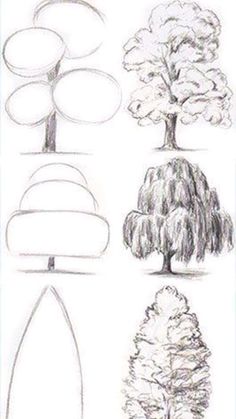 the different types of trees are shown in this drawing