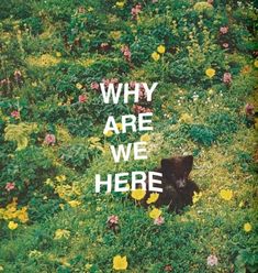 a black bear laying in the middle of a field with wildflowers and flowers