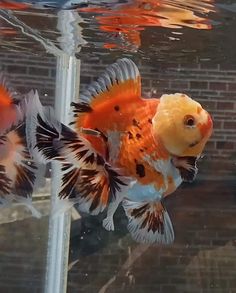 there is a goldfish in the water with its head on top of another fish