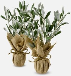 two small vases filled with green leaves and tied in burlock on white background