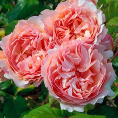 three pink flowers with green leaves in the background