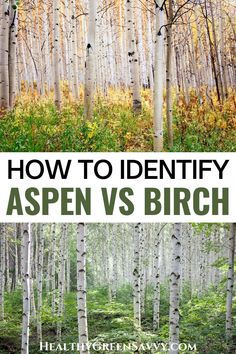 aspen trees in the woods with text overlay that reads how to identify aspen vs birch