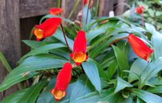 red and yellow flowers in the middle of some green leaves near a wooden fence on a sunny day