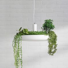 some plants are growing in a planter hanging from a white brick wall, while another plant is on the floor