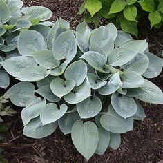 some very pretty green plants in the dirt