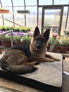 a dog laying on top of a mattress in a greenhouse