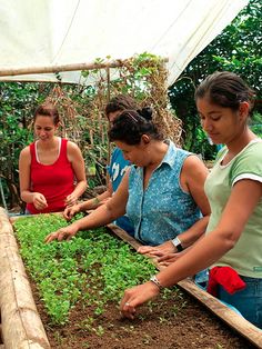 three women are working in the garden together