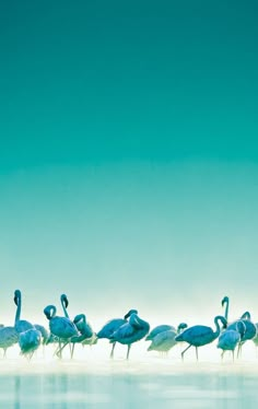 a flock of birds standing on top of a beach next to the ocean