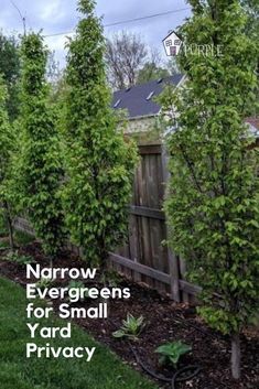 narrow evergreens for small yard privacy are easy to grow in the back yard or garden