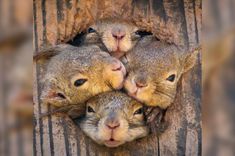 three baby groundhogs are peeking out from behind a tree trunk with their heads sticking out