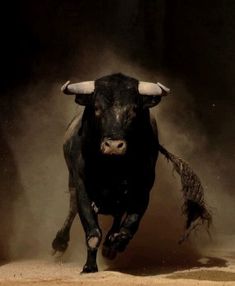 a bull is running in the dirt with dust coming off it's back legs