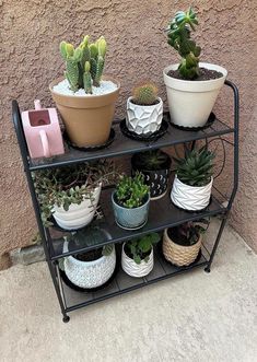 there are many potted plants on the shelf