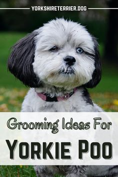 a white and black dog sitting in the grass with text that reads grooming ideas for yorkie poo