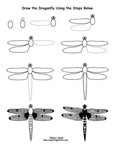 how to draw dragonflys using the steps below in this step by step drawing lesson