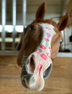 a close up of a horse's nose with pink writing on it