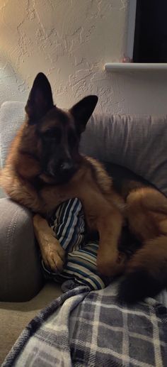 a german shepard laying on top of a couch